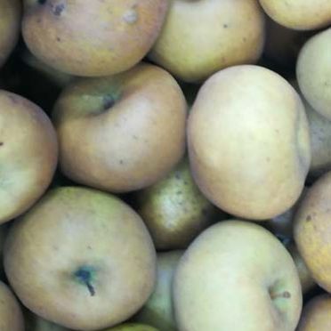 Patatas en contenedor 