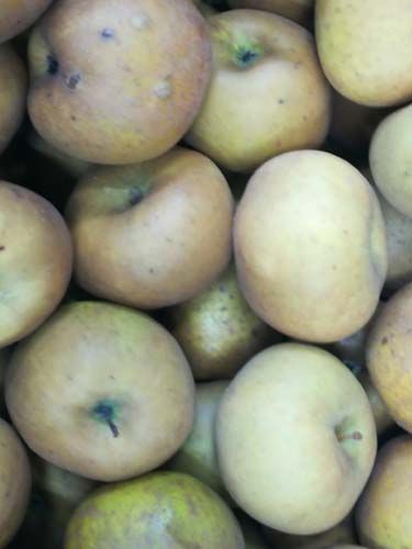 Patatas en contenedor 