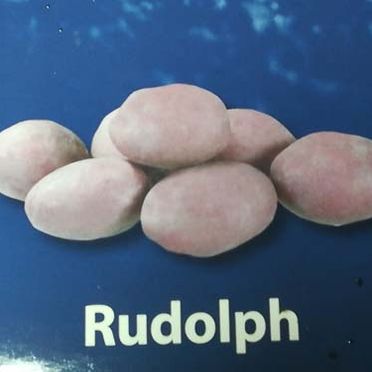 Rudolph