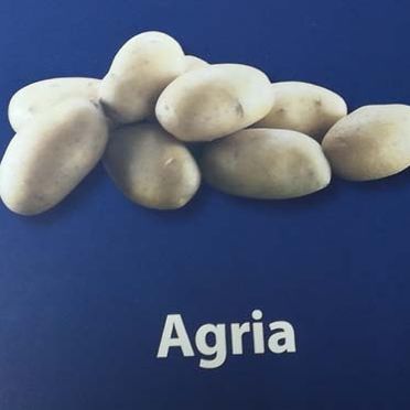 Patatas agrias