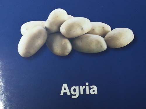 Patatas agrias