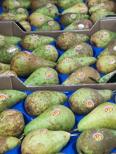 Aguacates 