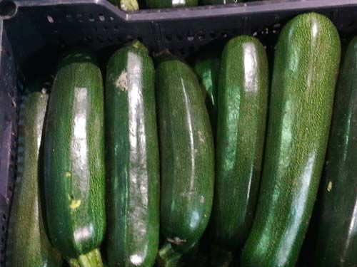 Pepino 