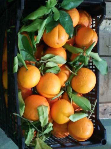 Mandarinas 
